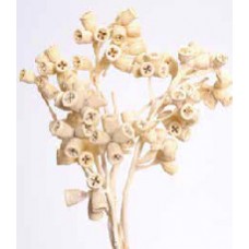 CONICAL GUM BRANCH BLEACHED 8"-12"
